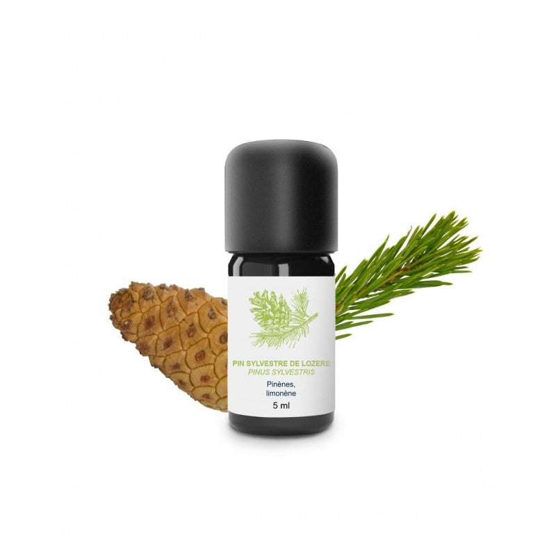 PIN SYLVESTRE