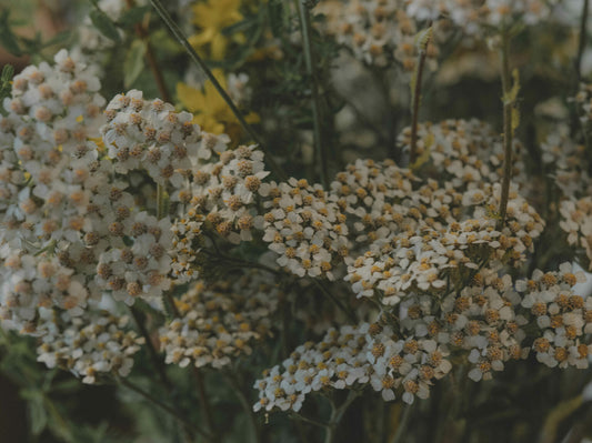 Focus sur les plantes de la Saint Jean