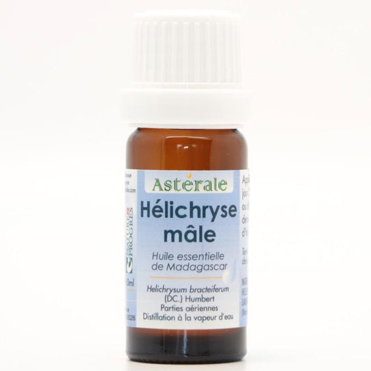 HELICHRYSE MALE