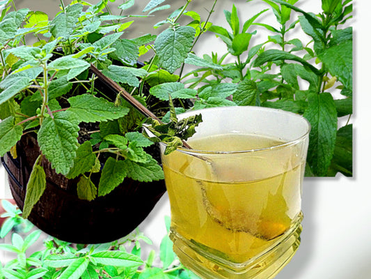 Tisane FRAICHEUR DIGESTIVE